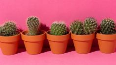 Toma aire antes de conocer el trucazo para cultivar cactus miniatura desde casa, sólo son 4 sencillos pasos