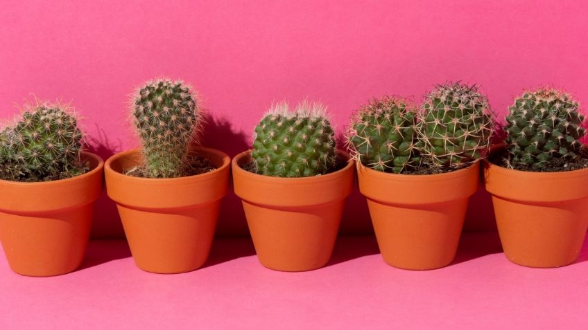 Toma aire antes de conocer el trucazo para cultivar cactus miniatura desde casa, sólo son 4 sencillos pasos