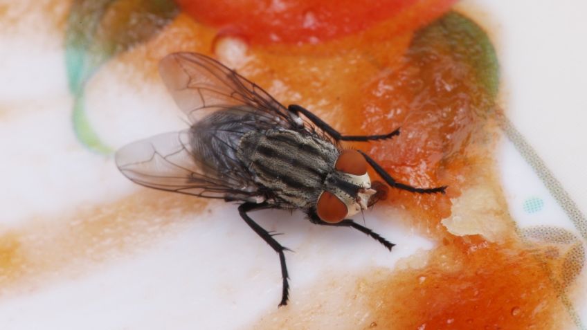 Olvídate de las moscas con este insecticida casero y natural que puedes preparar con 6 ingredientes