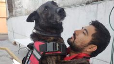 ¡Gracias por todo! Muere Marshall, el perrito héroe de la Cruz Roja que colaboró en el S17 y el huracán Otis