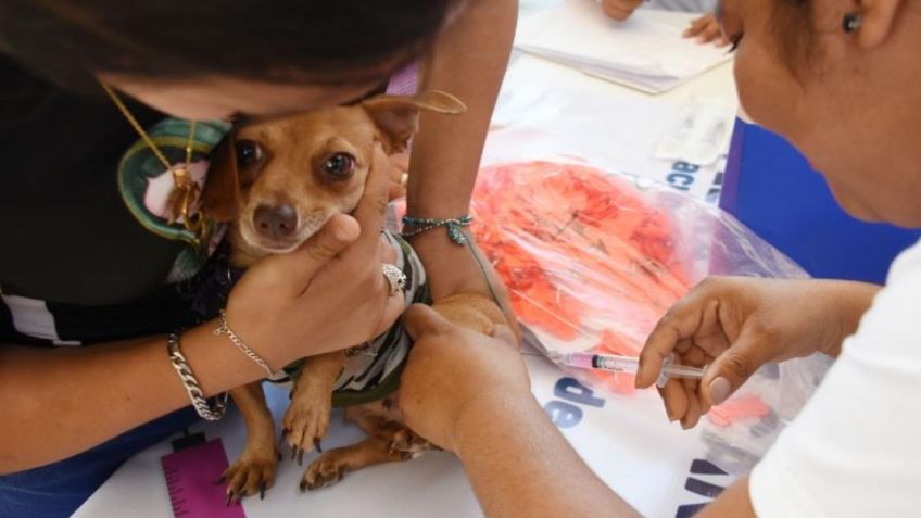 Síntomas de parvovirus y qué hacer si crees que tu perrito la tiene