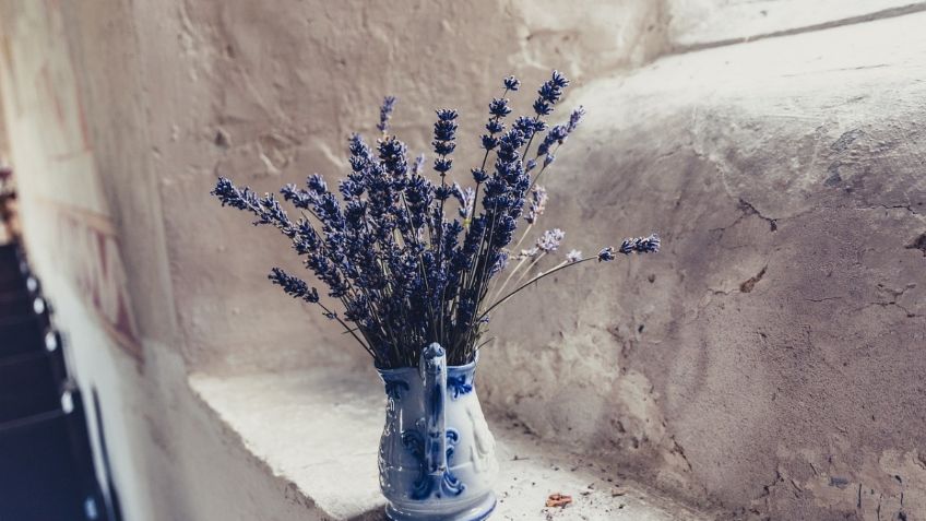 ¿Cómo cultivar lavanda en casa sin semilla? Sencillo truco para tener esta hierba de bienestar siempre fresca