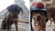 Él era “Duke”, perrito guardián de Chichén Itzá que falleció: “Terminó su misión y enseñanza”