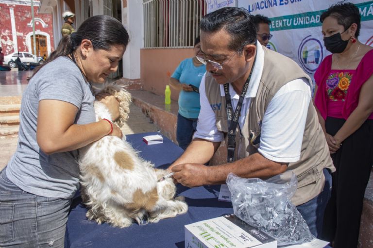 perro vacuna 