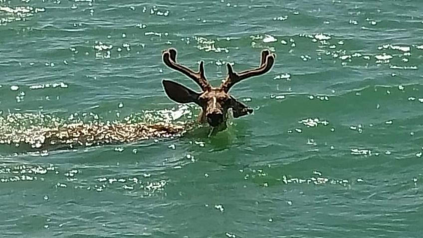 Captan a un venado nadando en las playas de Sonora: FOTOS