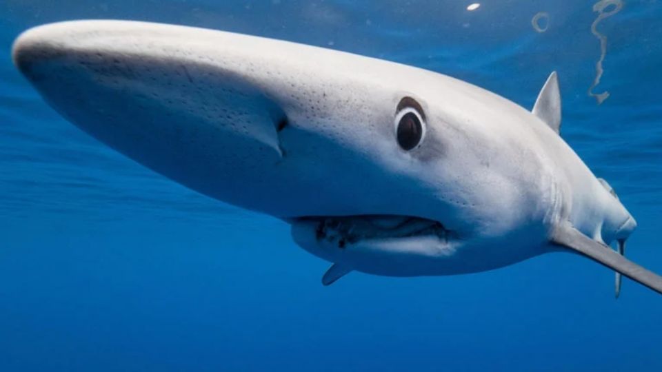 Es la primera vez que se encuentra esta droga en tiburones, de acuerdo con el estudio.