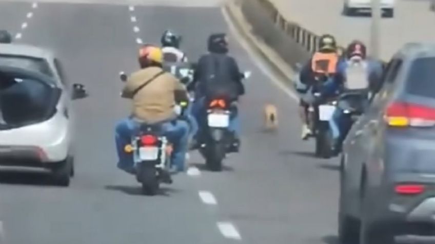 Motociclistas salvan a perrito de ser atropellado con una caravana en Circuito Interior: VIDEO