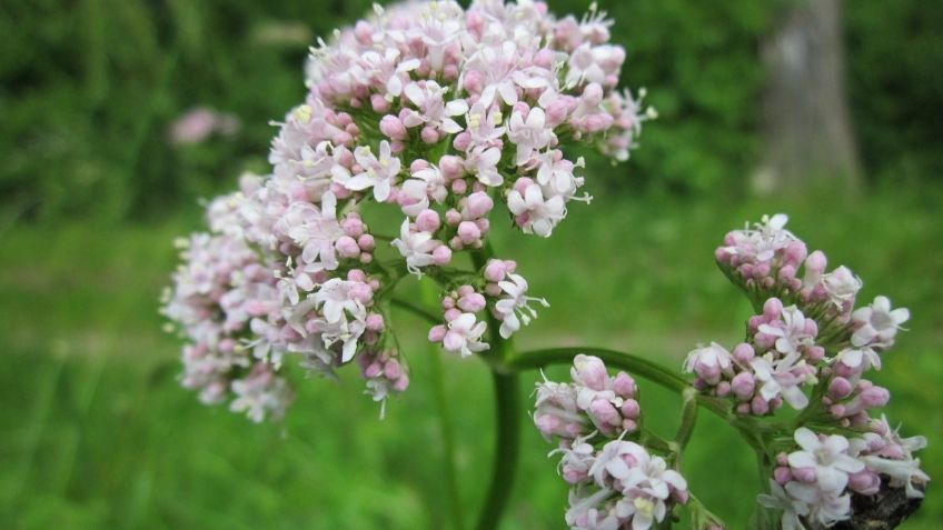 ¿Cómo plantar valeriana en casa? La planta que quita la ansiedad y el estrés