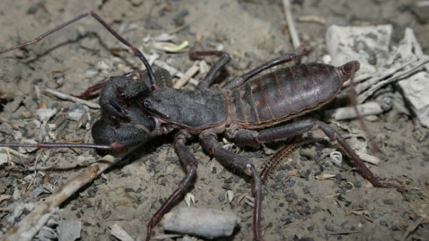 Vinagrillos gigantes: ¿Cuándo empieza la temporada y qué tan peligrosos son?