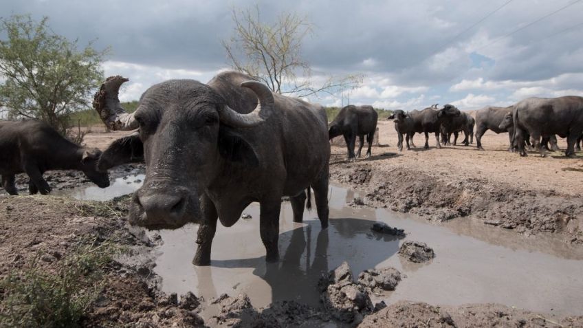 De bisontes a cactáceas: el reto de la Reserva Ecológica de Cuencamé para proteger el tesoro natural de La Laguna