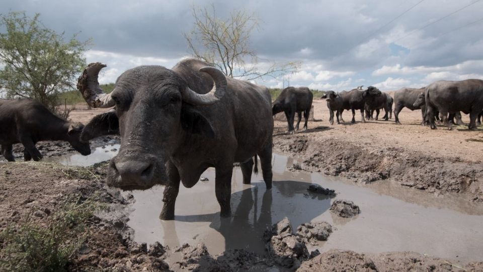 Estas especies serán cuidadas por expertos