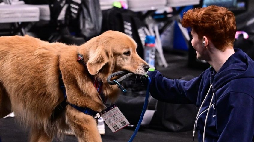 Conoce a Beacon, el gran perro que ayuda a los gimnastas de EU en París 2024