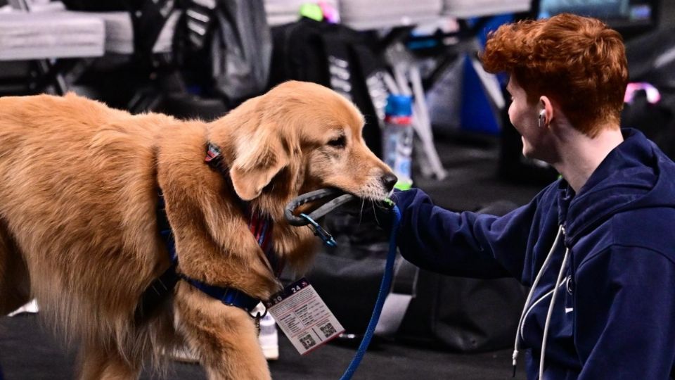 Este lindo perro de cuatro años es más que un apoyo para los atletas