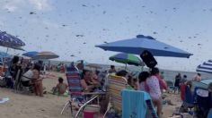 Apocalipsis de libélulas gigantes son captadas en aterrador VIDEO al invadir una playa