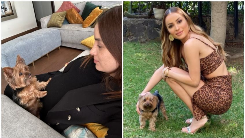 Cynthia Rodríguez despide con nostálgico mensaje a su perrita de 16 años: "descansa en paz, te amo para siempre"