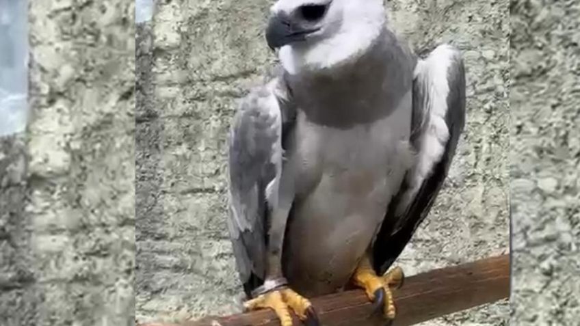 Renace la leyenda del águila arpía en México, regresa a Chiapas esta ave clave en la restauración de la selva