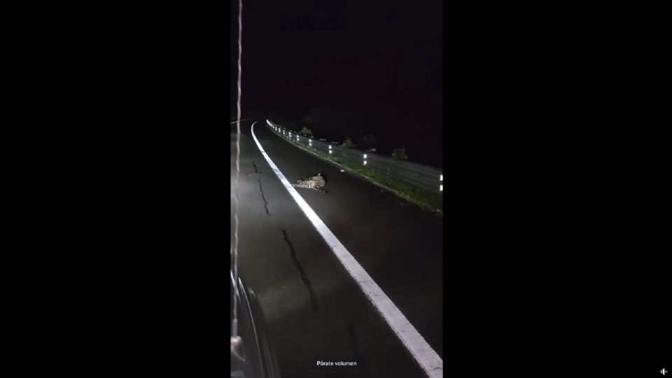 El felino captado junto a una carretera, supuestamente en el estado de Nayarit.