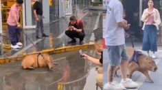 Joven se hace viral por pasear a su capibara y su emoción al jugar en los charcos enamora en redes: VIDEO