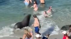 VIDEO: turistas viven momentos de terror al ser perseguidos y atacados por un lobo marino