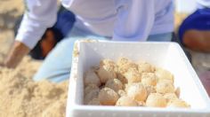 Huracán Beryl: así resguardaron miles de huevos de tortuga de playas de Cancún