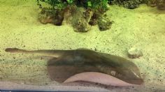 Fallece Charlotte, la famosa mantarraya que pudo embarazarse sola