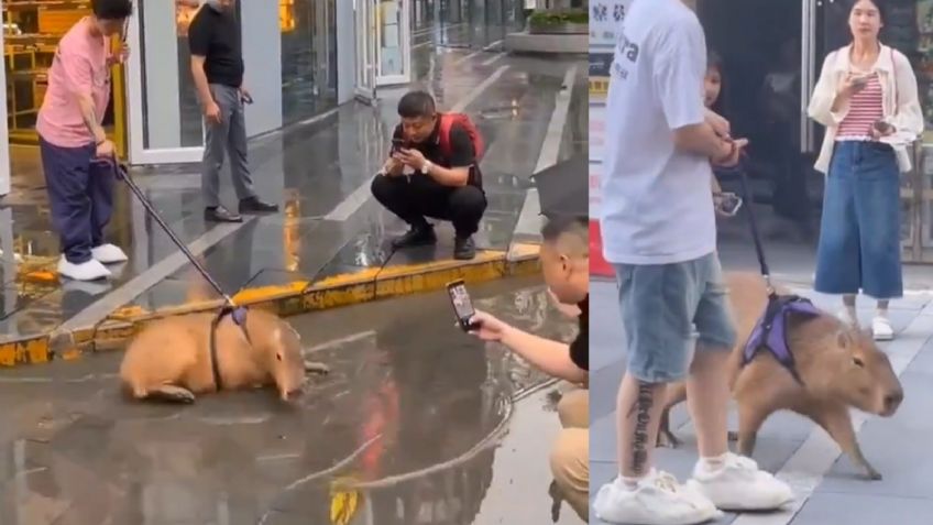 Joven se hace viral por pasear a su capibara y su emoción al jugar en los charcos enamora en redes: VIDEO