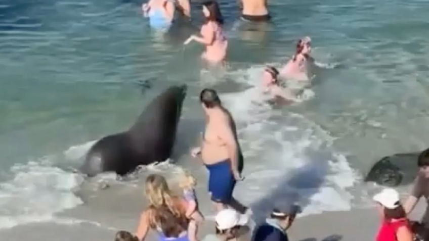 VIDEO: turistas viven momentos de terror al ser perseguidos y atacados por un lobo marino