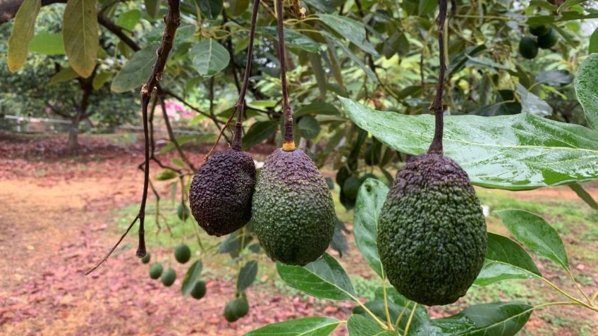 Por sequía y altas temperaturas, aguacate michoacano presenta daños