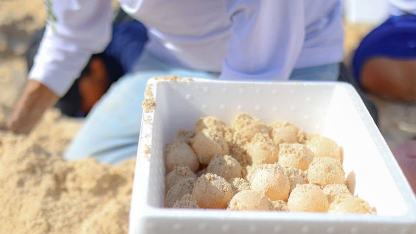 Huracán Beryl: así resguardaron miles de huevos de tortuga de playas de Cancún