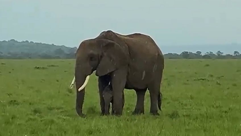 ¡Amor de mamá! Elefanta se viraliza por proteger a su bebé de la lluvia: VIDEO