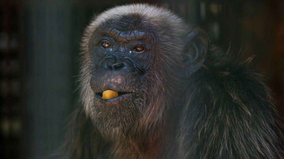 Los animales permanecerán encerrados el jueves, viernes, sábado y domingo