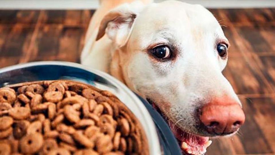 Cuida las articulaciones de tu perrito con estas croquetas.