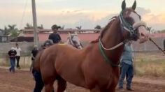 Fallece "El Payaso", un famoso y muy querido caballo de carreras en Culiacán