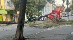 Árbol de 15 metros cae en la colonia Obrera; se movilizan cuerpos de emergencia