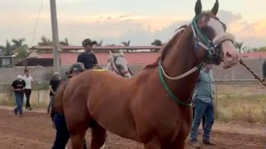 Fallece "El Payaso", un famoso y muy querido caballo de carreras en Culiacán