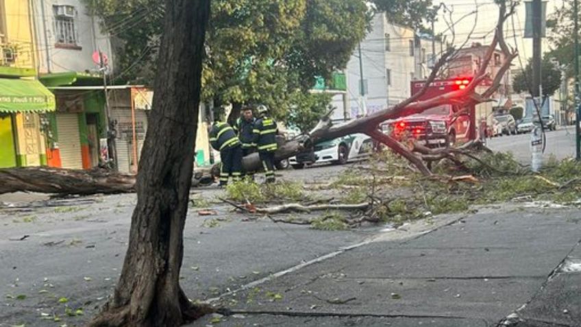 Árbol de 15 metros cae en la colonia Obrera; se movilizan cuerpos de emergencia