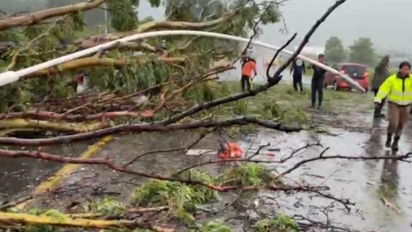 Tormenta en Tepic derrumba árboles en el Libramiento, un semáforo en avenida Rey Nayar