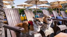 7 productos que debes llevar  si sales de vacaciones con tu perro