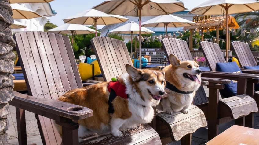 7 productos que debes llevar  si sales de vacaciones con tu perro