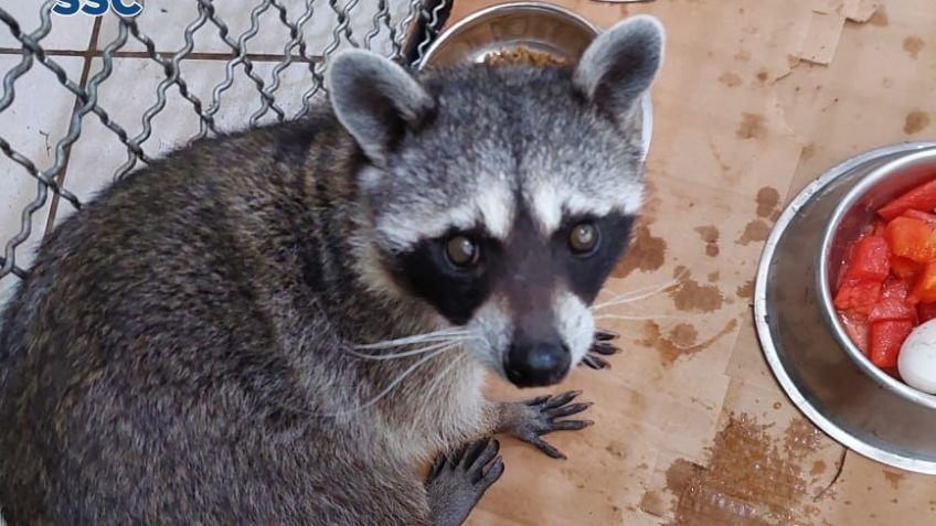 Por "allanamiento de morada", elementos de SSC "detienen" a un tierno mapache en Iztapalapa