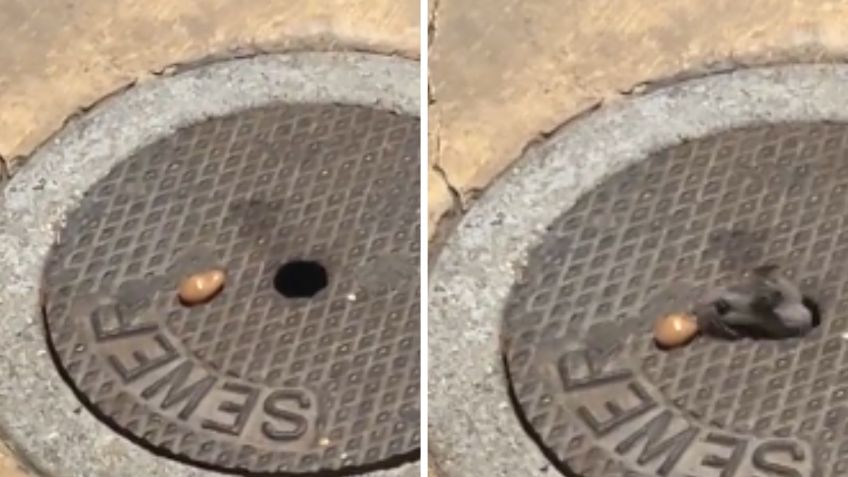 VIDEO: dos mujeres muestran lo rápido que aparece una rata en las calles de París