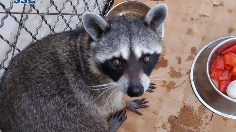 El animal, rescatado al interior de un domicilio al oriente de la Ciudad de México.