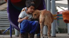 Huracán Beryl: este es el refugio en Cancún donde se aceptarán perritos para resguardarse en los próximos días