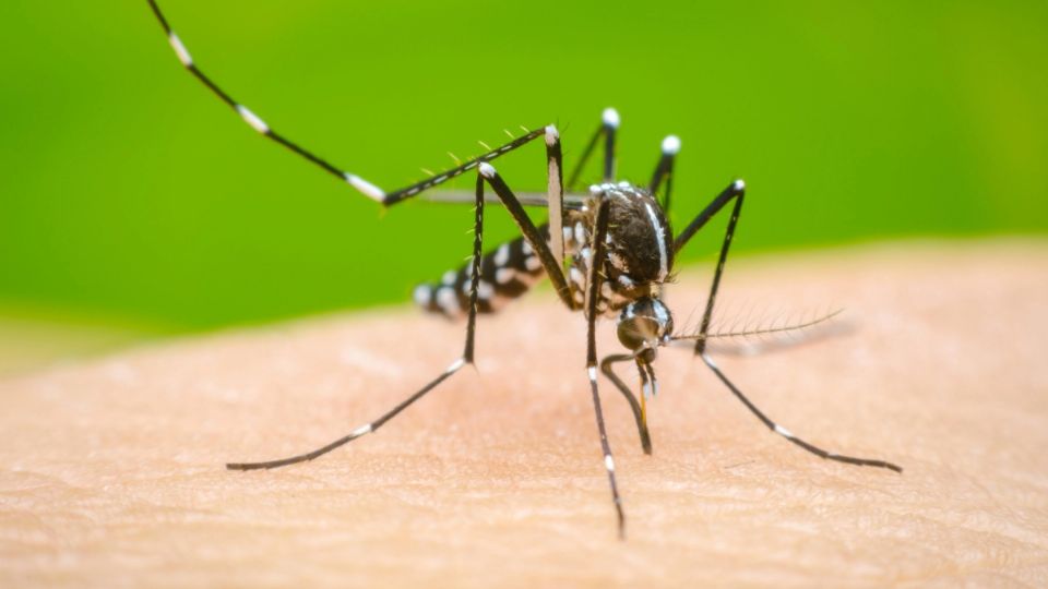 El dengue es propagado por un mosquito infectado.