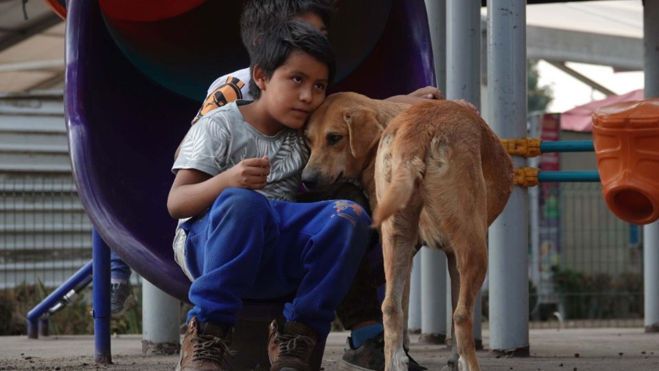 Este refugio 'pet friendly' busca resguardar a los lomitos y sus humanos.