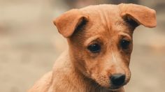 Vecinos de Salamanca denuncian a hombre que mata a perritos para comérselos en Guanajuato