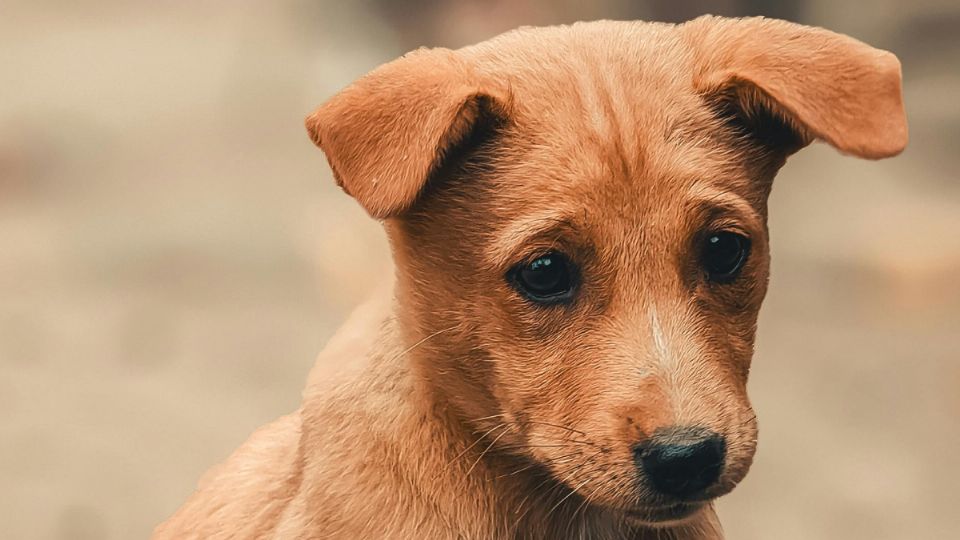 Hombre asesina a perrito para después comerlo