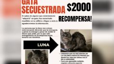 Revelan modus operandi de extorsionadores que se aprovechan de los dueños con mascotas perdidas