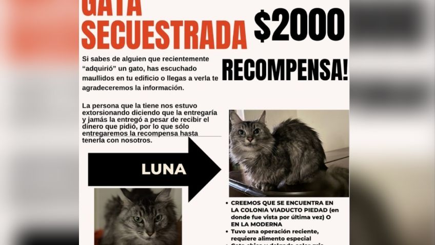 Revelan modus operandi de extorsionadores que se aprovechan de los dueños con mascotas perdidas