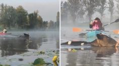 VIDEO: vacas sorprenden a turistas al "nadar" de madrugada en los canales de Xochimilco